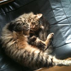 Blanding af racer Chico