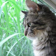 Blanding af racer Chico