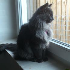 Maine Coon Perle