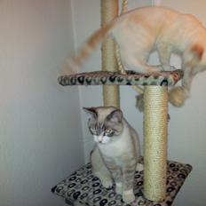 Blanding af racer Simba