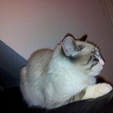 Blanding af racer Simba