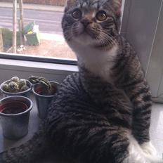 Huskat Tykke drengen :)