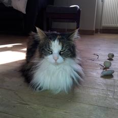 Blanding af racer Pjuske