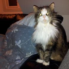 Blanding af racer Pjuske