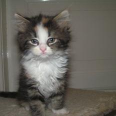 Blanding af racer Pjuske