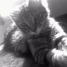 Blanding af racer Laika