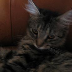 Blanding af racer Laika