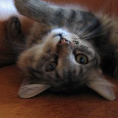 Blanding af racer Laika