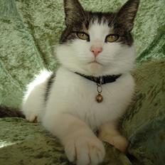 Huskat Mimse