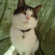 Huskat Mimse