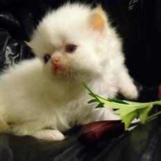 Colorpoint Isak Sin fink