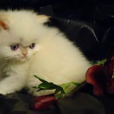 Colorpoint Isak Sin fink