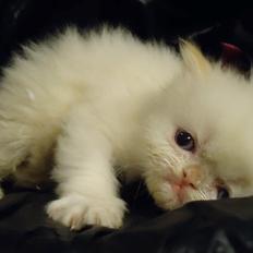 Colorpoint Isak Sin fink