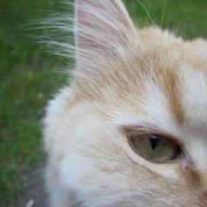 Blanding af racer Chlöe - Ragdoll/maincoon