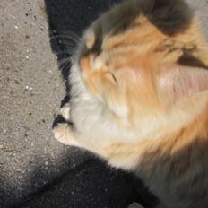 Blanding af racer Chlöe - Ragdoll/maincoon