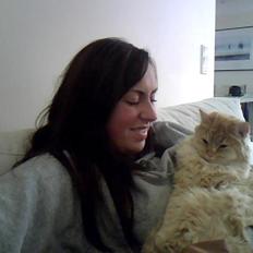 Blanding af racer Chlöe - Ragdoll/maincoon