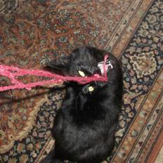 Huskat Bimse (mors kat)