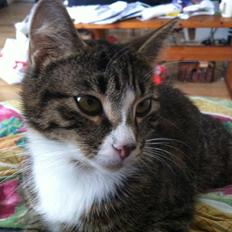 Huskat Lille Dahlin,  kaldt Mulle.