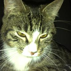 Huskat Lille Dahlin,  kaldt Mulle.