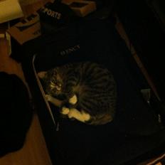 Huskat Lille Dahlin,  kaldt Mulle.