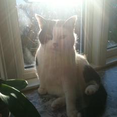 Blanding af racer Molly