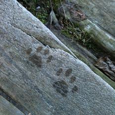 Blanding af racer Molly