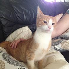 Huskat Chili bortgives