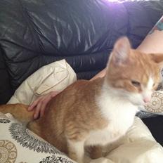 Huskat Chili bortgives