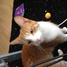 Huskat Chili bortgives