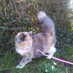 Blanding af racer Aya