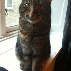 Blanding af racer Misha