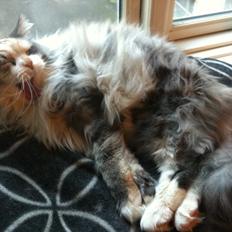 Maine Coon Maggie