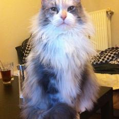 Maine Coon Maggie