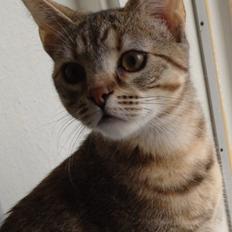 Blanding af racer Sniper