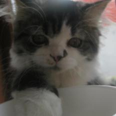 Blanding af racer Villa