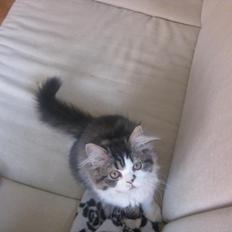 Blanding af racer Villa