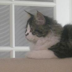 Blanding af racer Villa