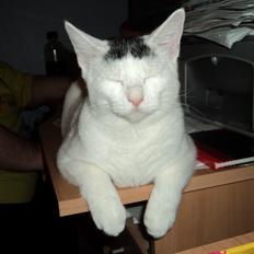 Blanding af racer Kato