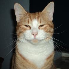 Huskat Garfield (Gaffe) R.I.P.