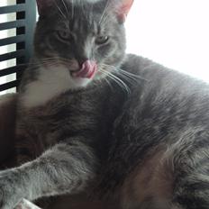 Huskat Zig Zag (Basse)