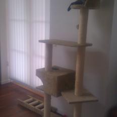 Blanding af racer Chloé (tidligere Mille)