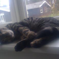 Blanding af racer Chloé (tidligere Mille)