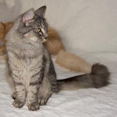 Norsk Skovkat DK Østerskovens A-Stibe