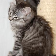 Norsk Skovkat DK Østerskovens A-Stibe