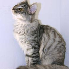 Norsk Skovkat DK Østerskovens A-Stibe