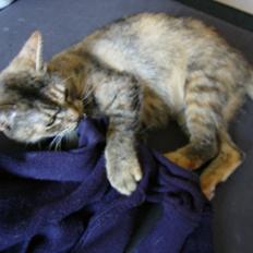 Blanding af racer Miv <3