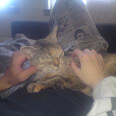 Blanding af racer Miv <3