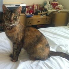 Blanding af racer Miv <3