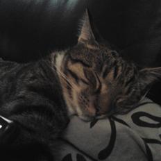 Huskat Buster Fordvundet:'(