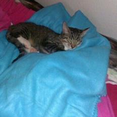 Huskat Buster Fordvundet:'(